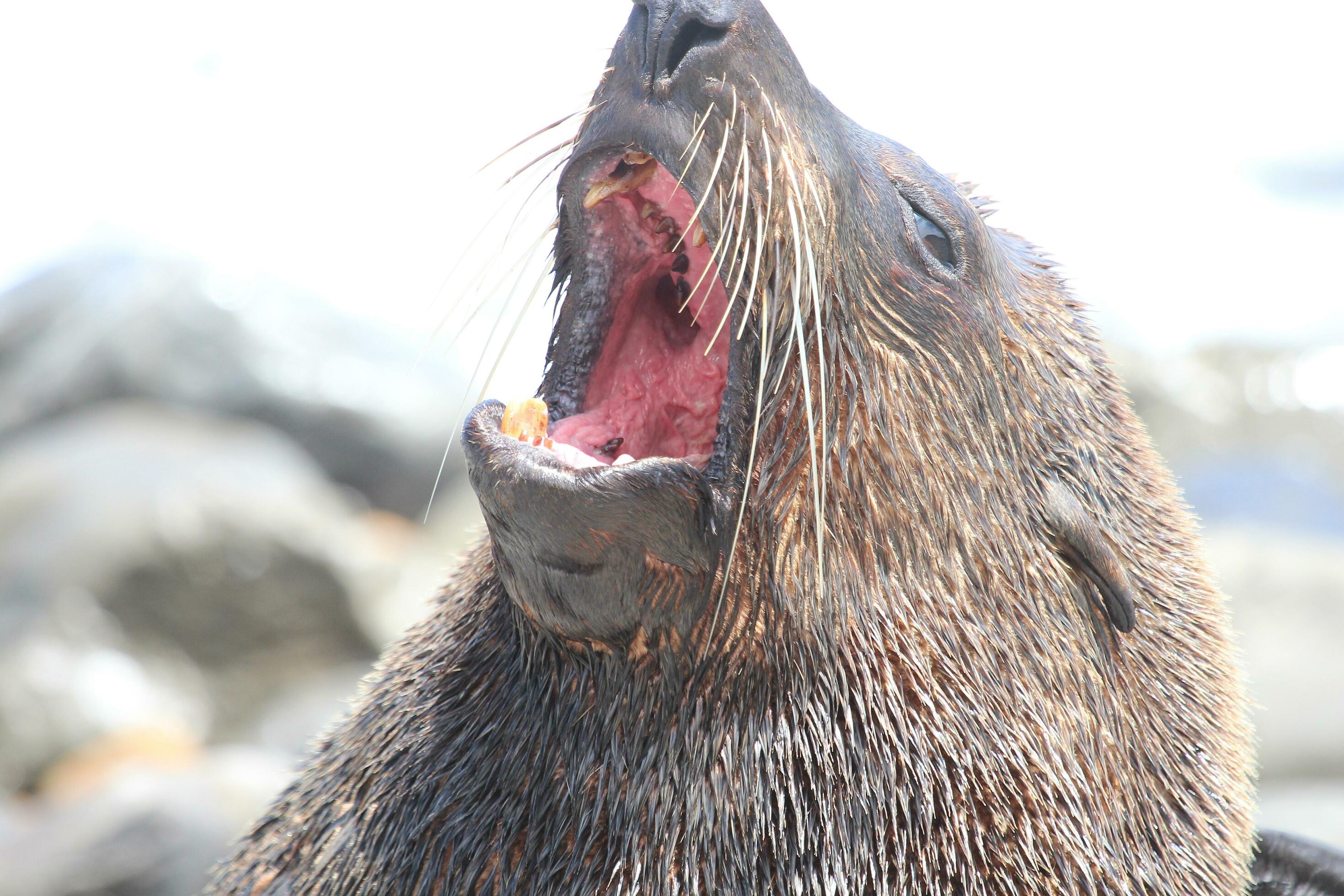 Where Did Our Local Fish Go?