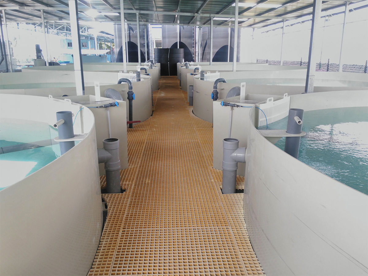 Aquatic Livestock: Rethinking Aquaculture for Consumers and the Future of Food