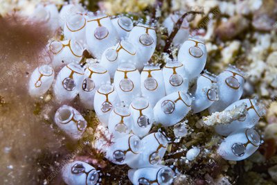 Can Sea Squirts Turn Back the Clock?