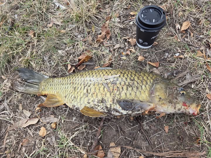Why Australia’s Carp Problem is a Protein Goldmine, Not a Virus Project