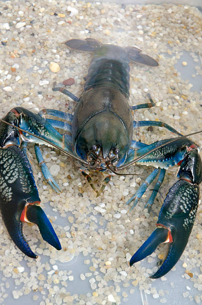 The Ultimate Guide to the Australian Yabby