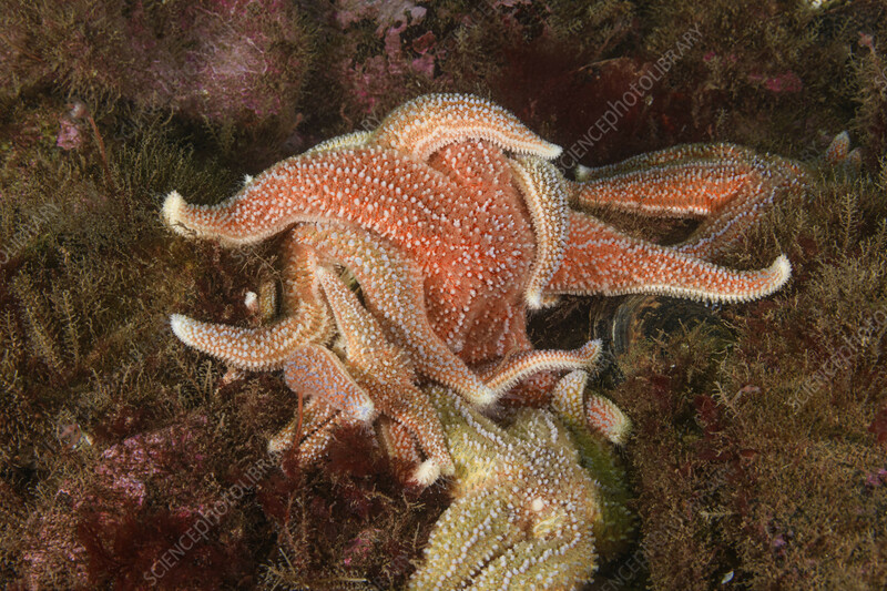 The Smart Quarantine Plan to Fight Invasive Marine Pests