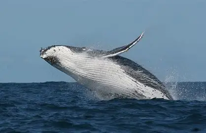 Whales, Citizen Science and Blue Planet III 