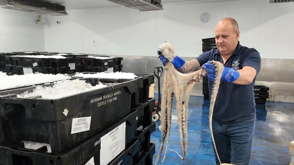 Britain’s Octopus Boom — A Warning and an Opportunity from a Warming Sea