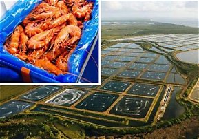 Prawns in Peril