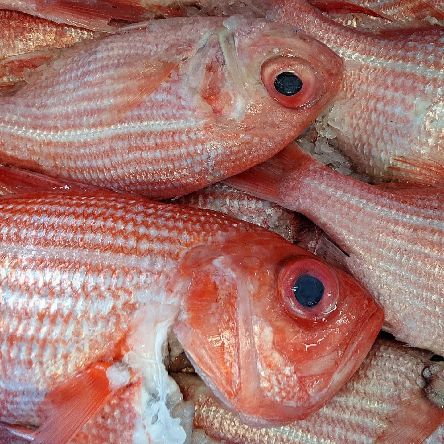 Seafood in Focus 2nd August 2026