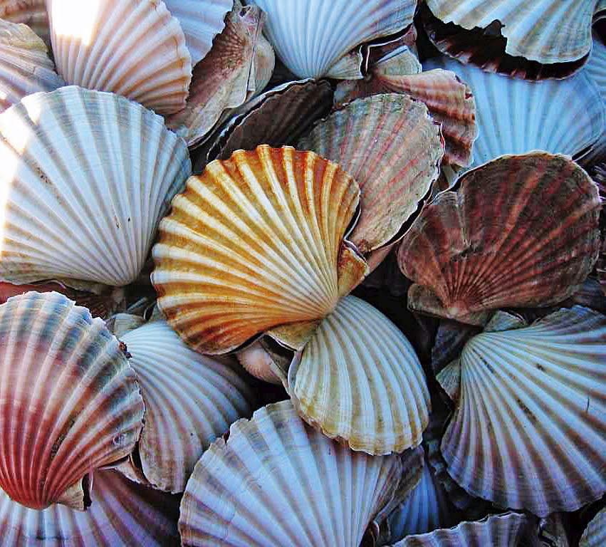 Why Managing Seafood Strategy is No Game: Lessons from Victoria’s Portfolio Shake-up