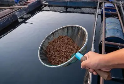 Can Improved Fish Feeding Practices Enhance Human Nutrition?