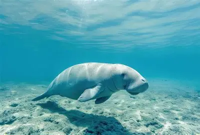 The "Sacred Cow" Dugong Decline