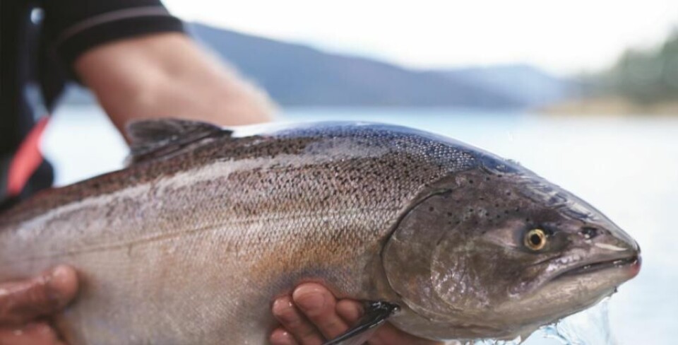 Chinook or King? 
