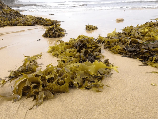 Australia's Seaweed Opportunity